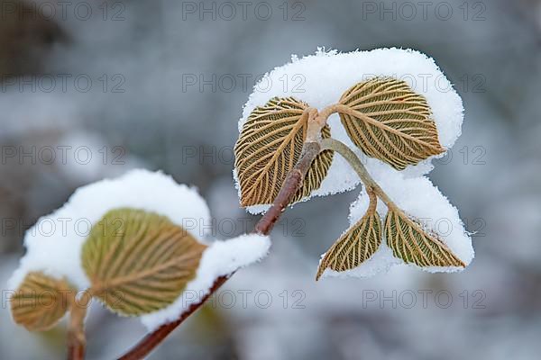 Growing leaves of hobblebush covered with snow in early spring. Viburnum lantanoides