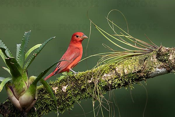 Summer tanager