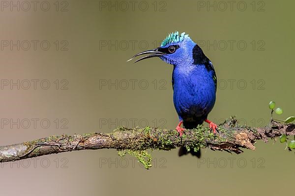 Turquoise Honeycreeper or Red-footed Honeycreeper