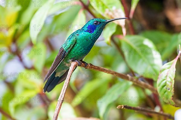 Mexican violetear