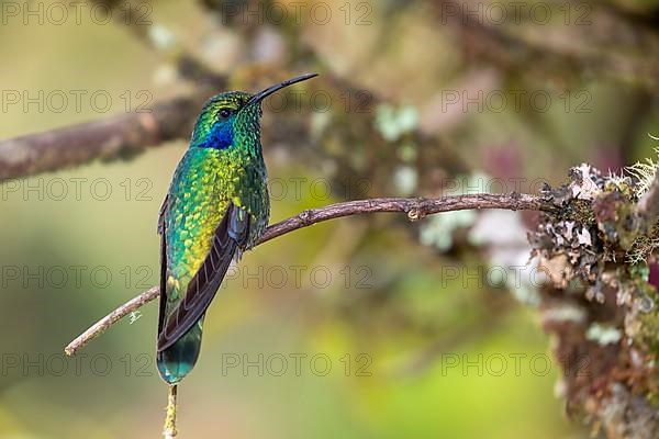 Mexican violetear