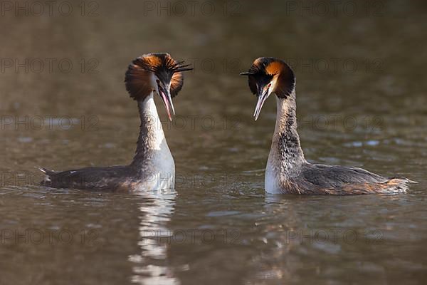 Great Crested Grebe