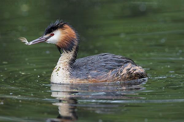 Great Crested Grebe