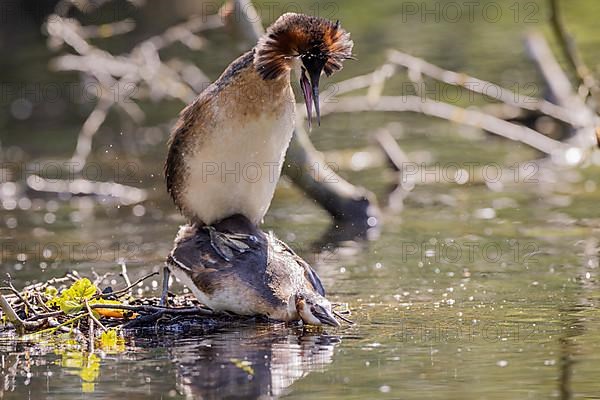 Great Crested Grebe