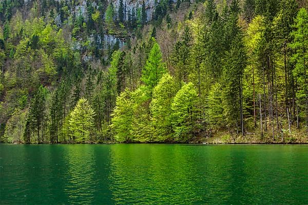 Green trees reflecting in lake. Koenigssee