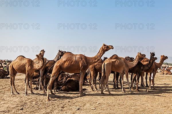 Camels at Pushkar Mela