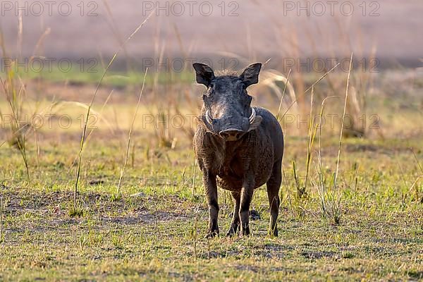 Common warthog