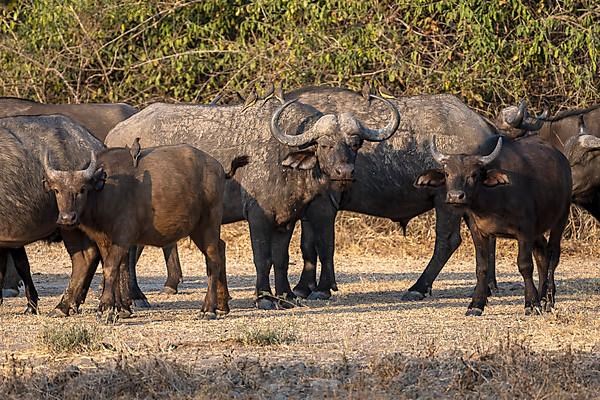 African buffalo