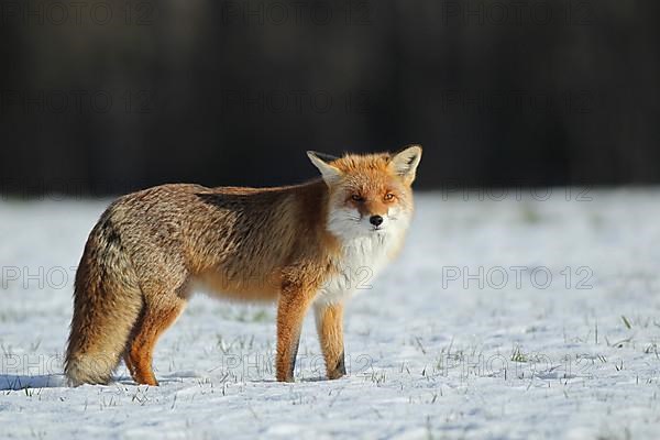 Red fox