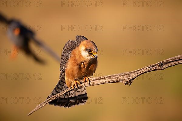 Red-footed Falcon