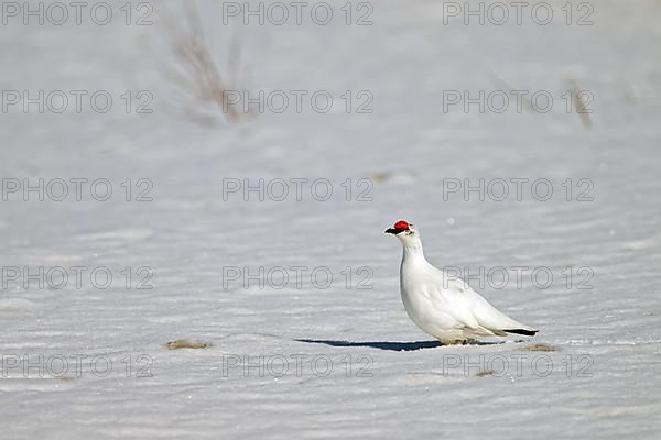 Rock Ptarmigan