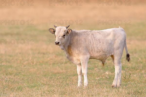 Hungarian Steppe Cattle or Hungarian Grey Cattle