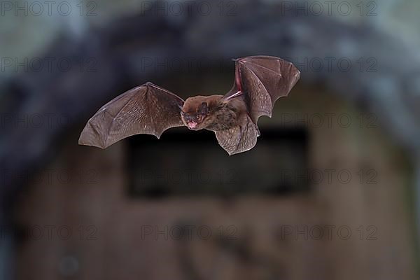 Common pipistrelle