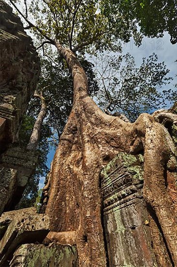 Travel Cambodia concept background