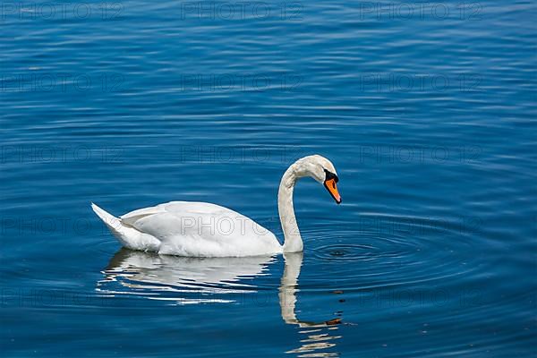 Mute Swan