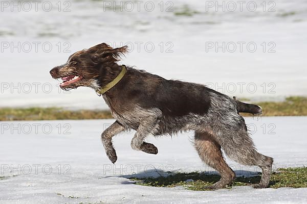 Hunting dog Bohemian Raubart