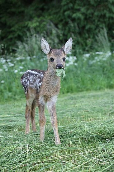 European roe deer