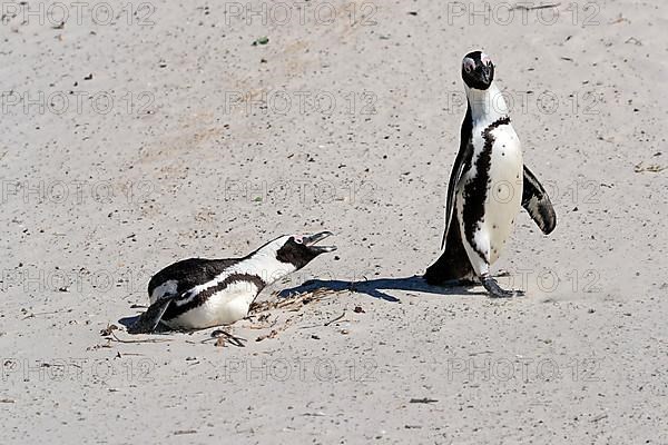 African penguin