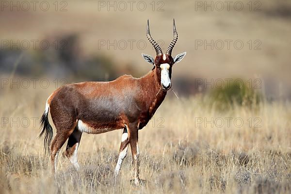 Bontebok