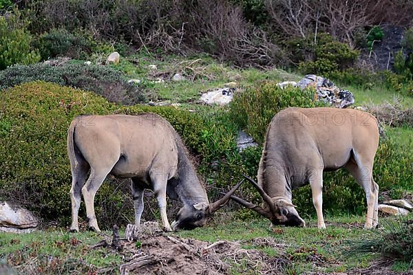 Common eland