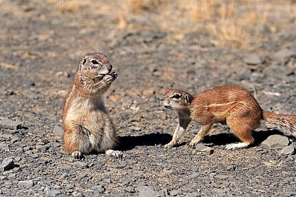 Cape ground squirrel