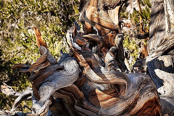 Knotty great basin bristlecone pine