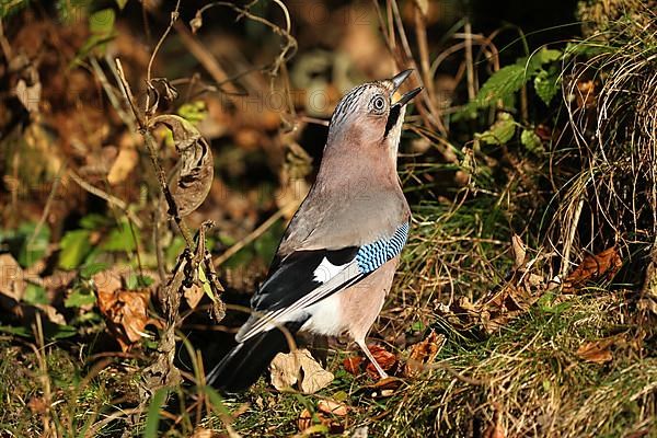 Eurasian jay