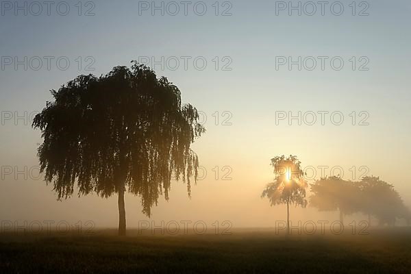 Deciduous trees in the fog at sunrise