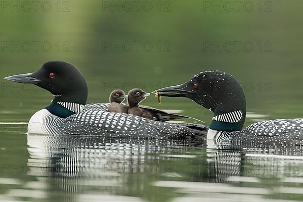 Common loon.