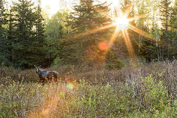 Young bull moose standing at sunrise in a meadow and watching. Alces americanus