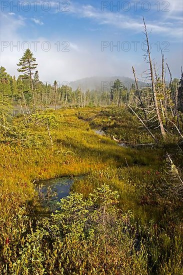 Marshland and mist at dawn