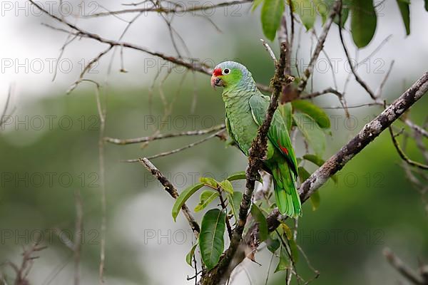 Finsch's parakeet