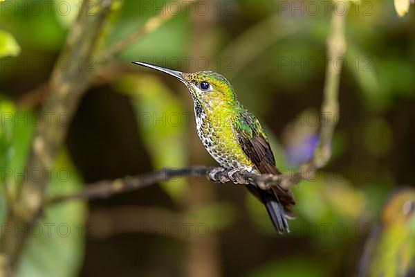 Green-crowned brilliant