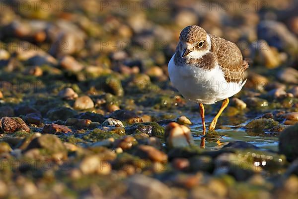 Little Ringed Plover