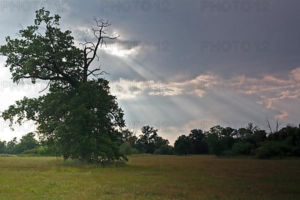 Oak tree in evening light in the Elbe floodplain