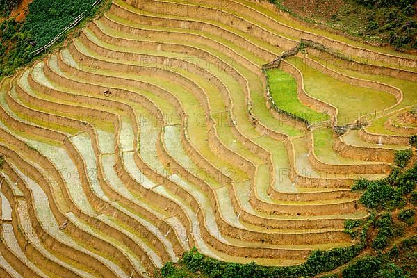 Rice field terraces