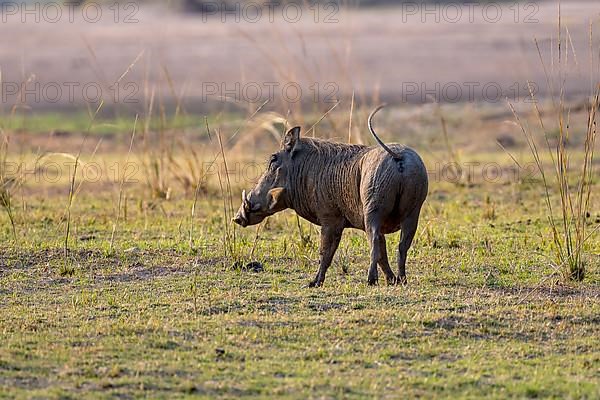 Common warthog