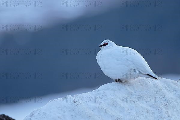 Rock Ptarmigan