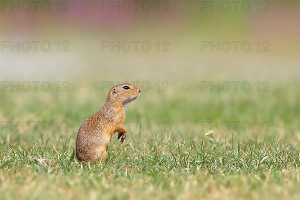 European ground squirrel