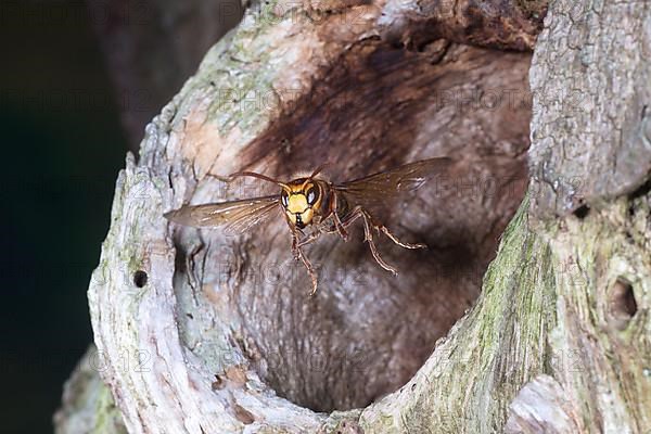 European hornet