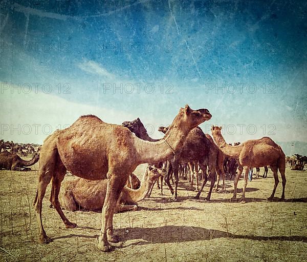 Vintage retro hipster style travel image of camels at Pushkar Mela