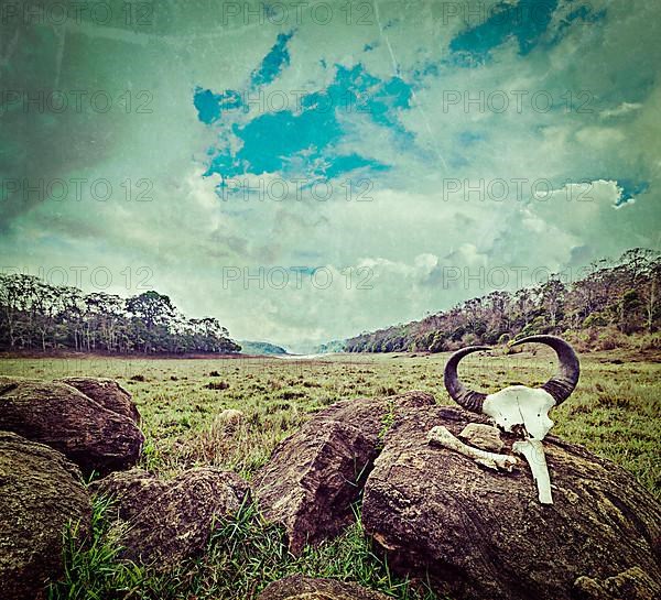 Vintage retro hipster style travel image of gaur