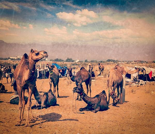 Vintage retro hipster style travel image of camels at Pushkar Mela