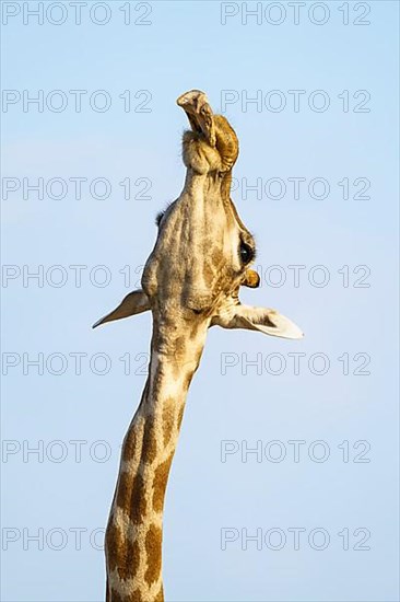 Giraffe