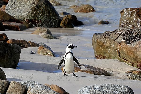 African penguin
