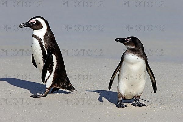 African penguin