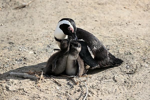 African penguin