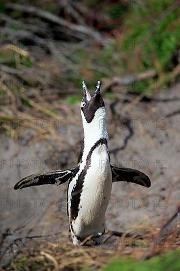 African penguin