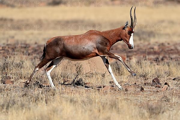 Bontebok