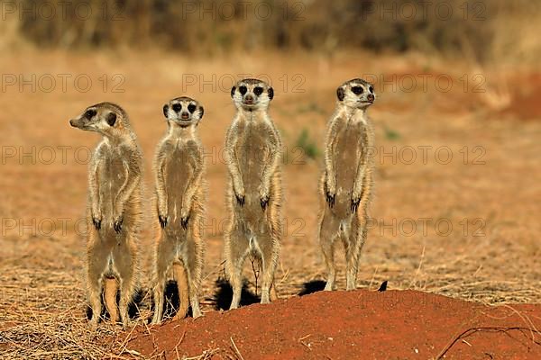 Meerkats